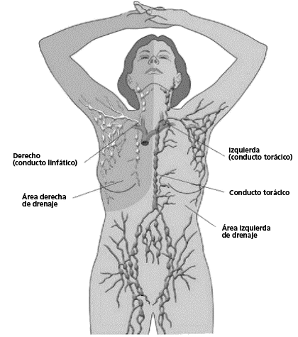 Drenaje linfático manual